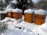 Bienenbeuten im Winter