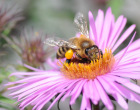 Biene mit Pollen