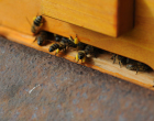 Pollen sammelnde Bienen
