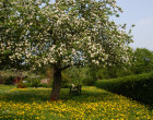 Erste Blüten im Garten