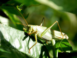 Grashüpfer im Garten