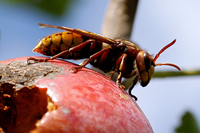 Bienenkunde, die Hornisse fängt auch Bienen um ihre Brut damit zu füttern