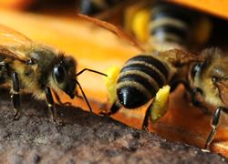 Pollensammlerin, Pollen, Bienenprodkute