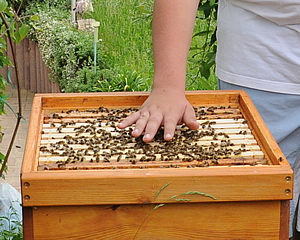 Bienengift, Sanftmut, Wabenstedt