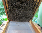 Imker, Bienen, Kippkontrolle