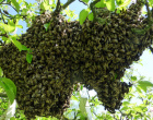 Bienenschwarm einfangen