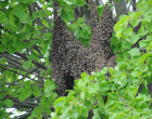 Bienenschwarm einfangen