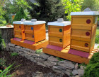 Bienenstand im Imkergarten