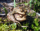 Erdkröten im Garten