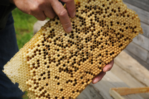Kalkbrut im Bienenvolk, Bienenkrankheit