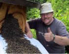 Bienen bauen ein neues Volk auf