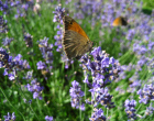 Schmetterlinge im Garten