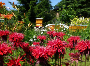 Bienenweide und Imkergarten Radig
