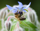 Bienenweide Borretsch