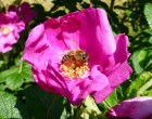 Bienenweide Wilde Rosen